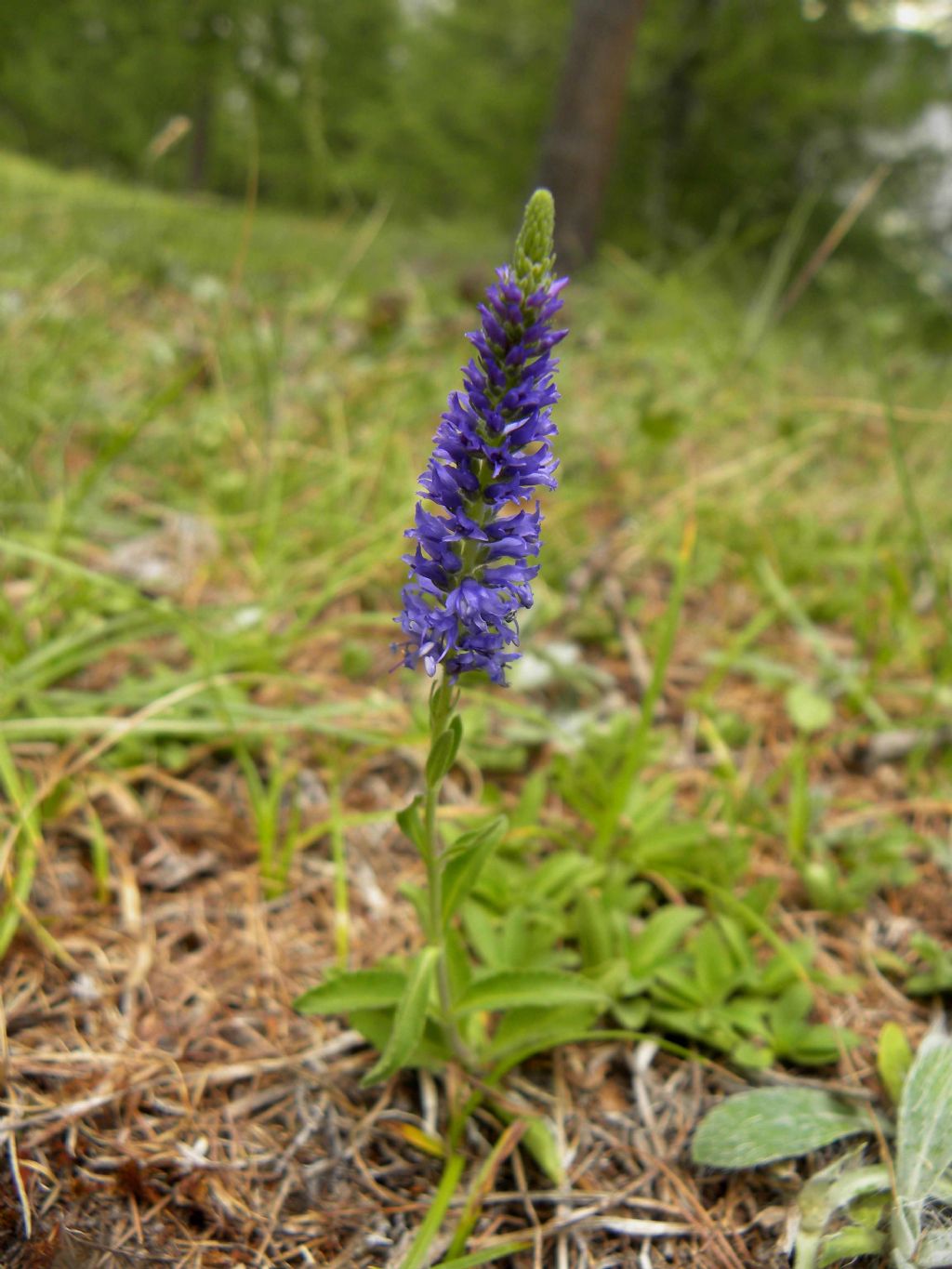 Veronica spicata (=Pseudolysimachion spicatum) / Veronica spigata
